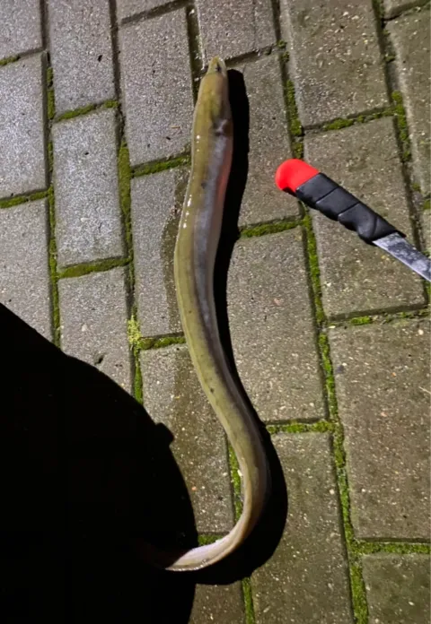 Aal