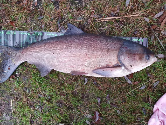 Marmorkarpfen
