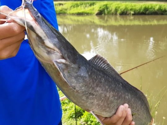 Afrikanischer Raubwels