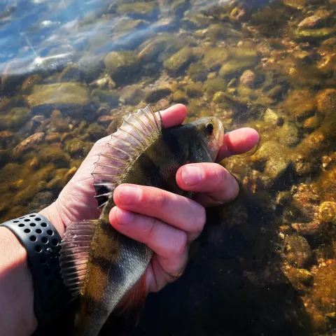 Flussbarsch
