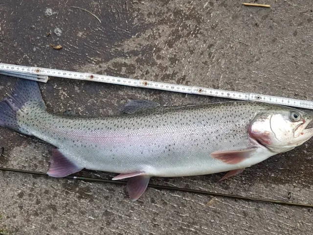 Regenbogenforelle