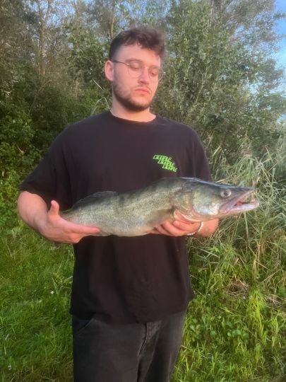 Zander