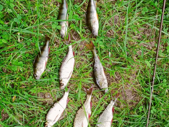 Flussbarsch