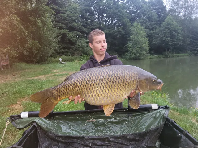Karpfen