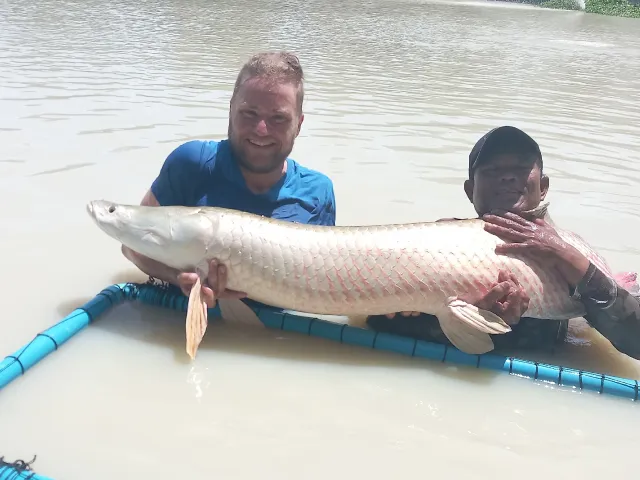 Arapaima