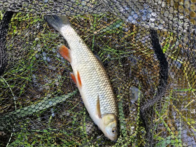 Döbel