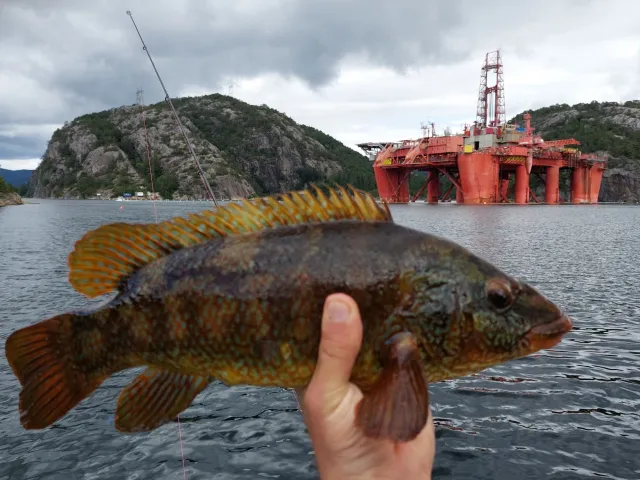 Lippfisch