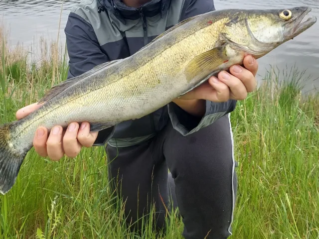 Zander
