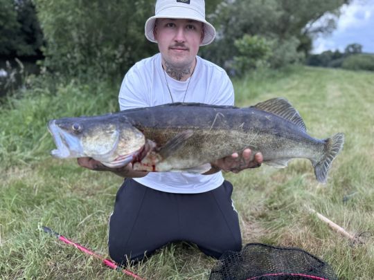 Zander