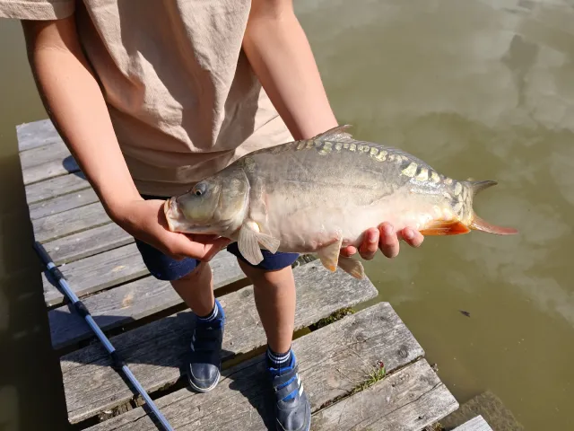 Karpfen