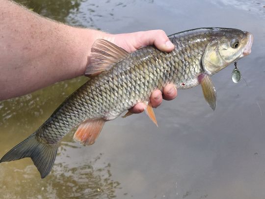 Döbel