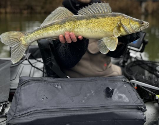 Zander