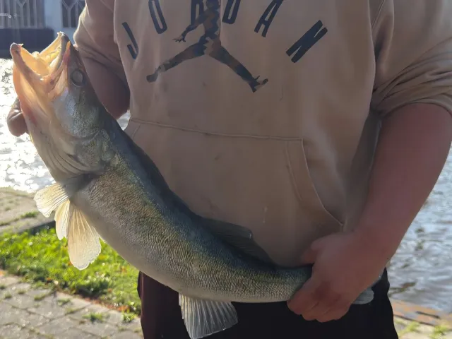 Zander