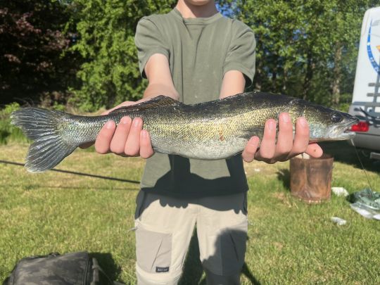 Zander