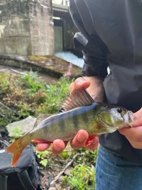 Flussbarsch