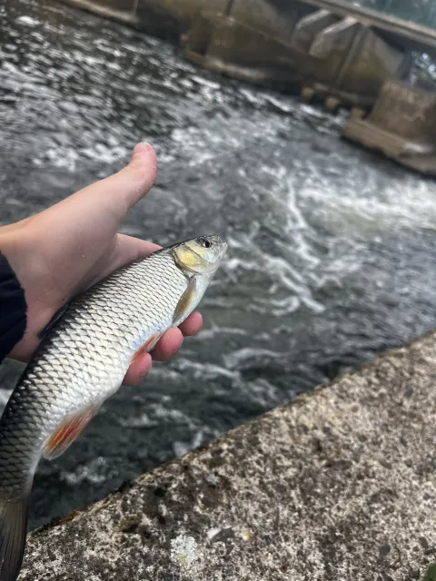 Döbel