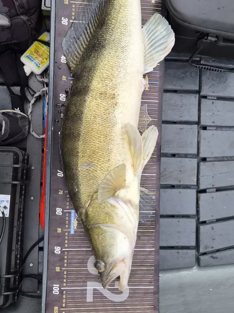 Zander