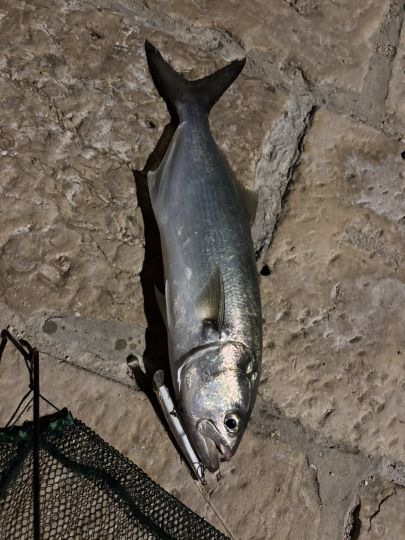 Blaubandbärbling