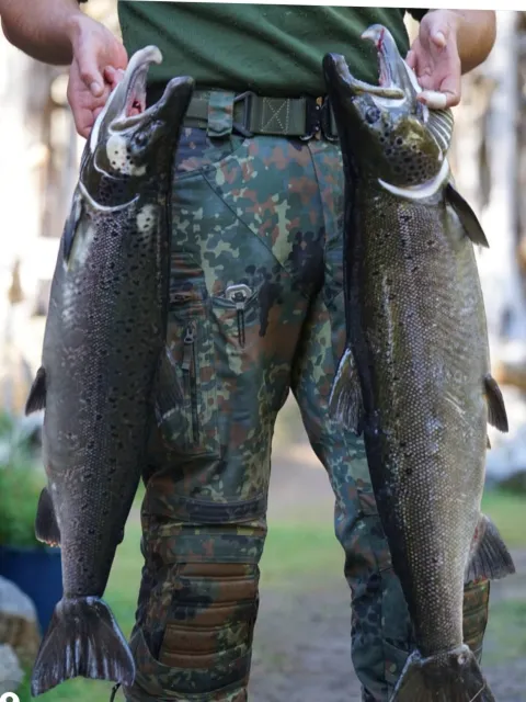 Lachs