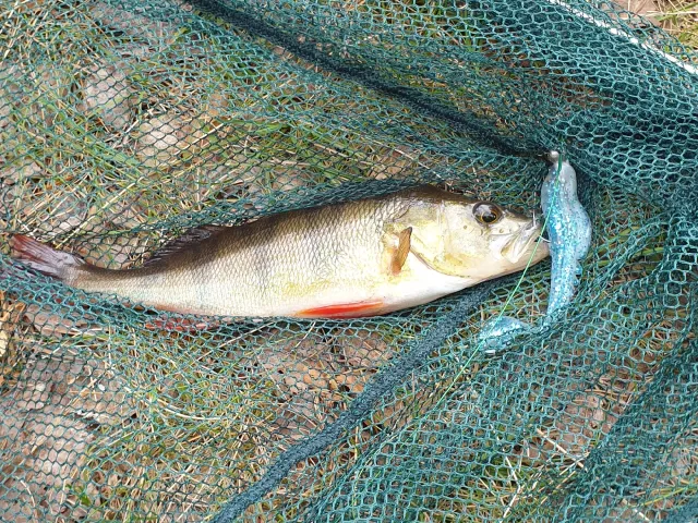 Flussbarsch