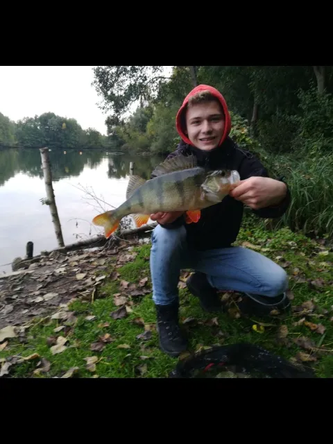 Flussbarsch