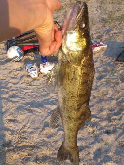 Zander
