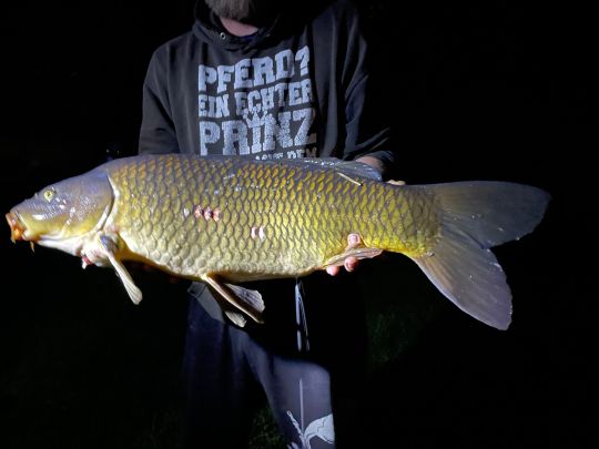 Karpfen