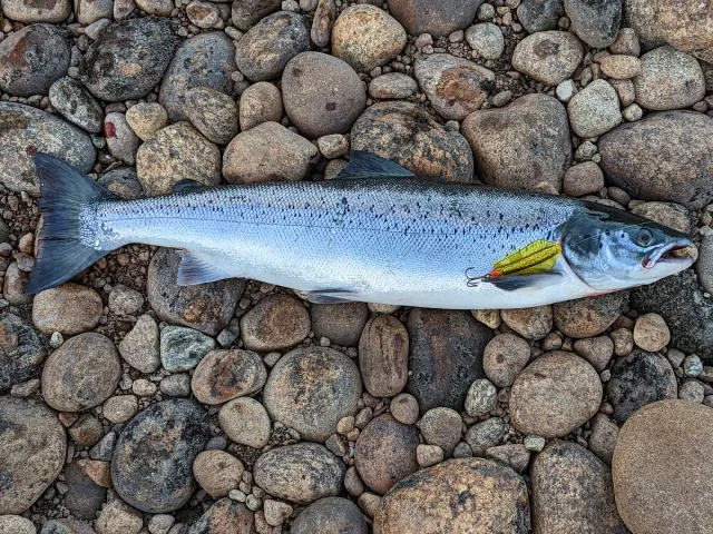 Lachs