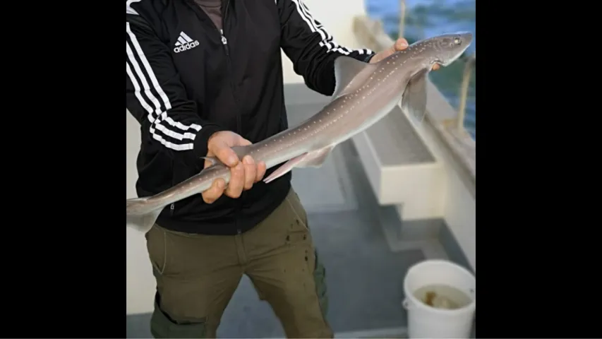 Glatthai