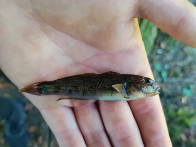 Flussgrundel