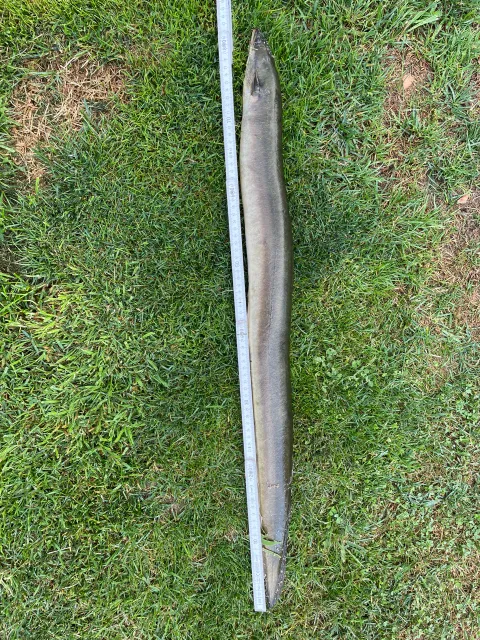 Aal