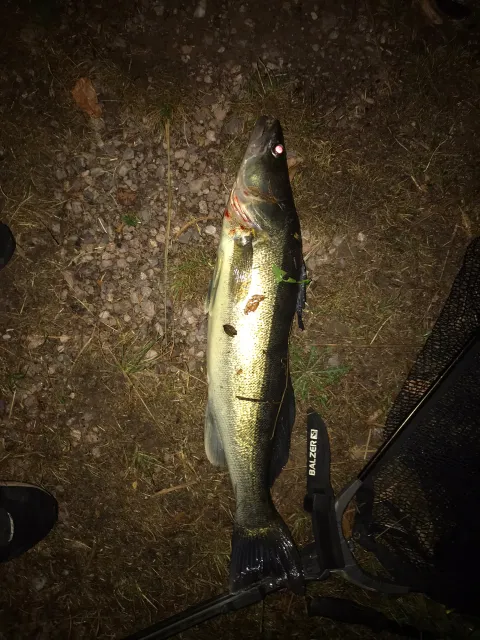 Zander