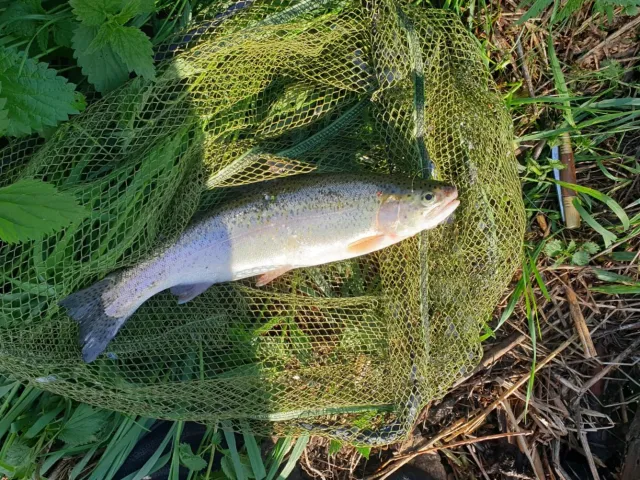 Regenbogenforelle