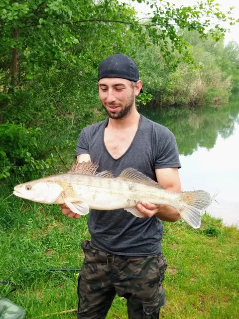 Zander