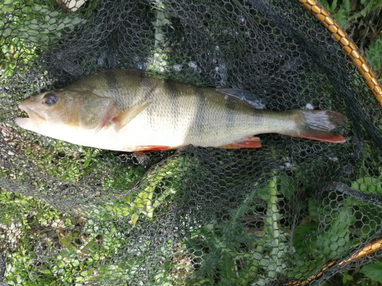Flussbarsch
