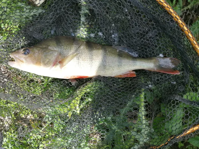 Flussbarsch