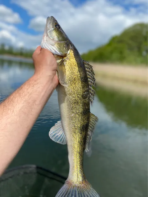 Zander