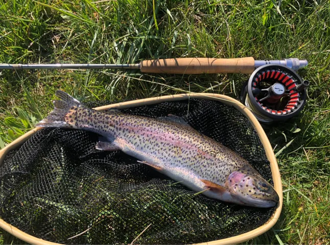 Regenbogenforelle