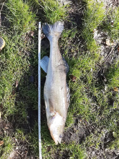 Zander
