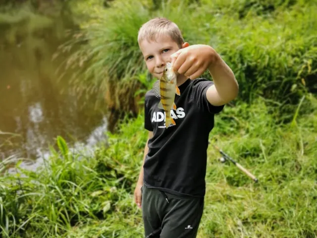 Flussbarsch