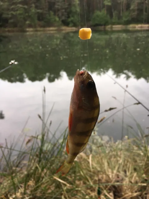 Flussbarsch