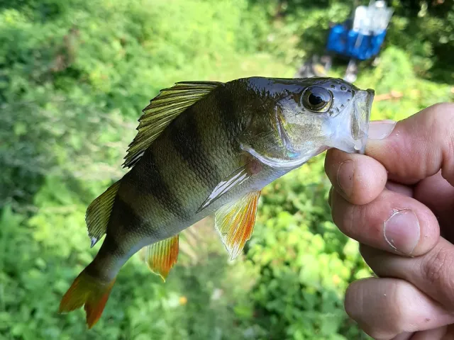 Flussbarsch