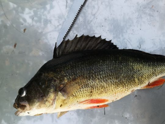 Schwarzbarsch