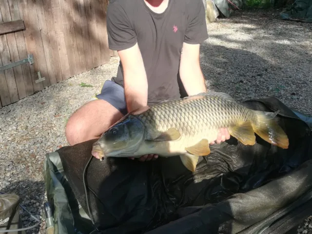 Karpfen