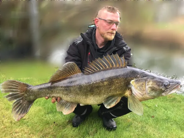 Zander