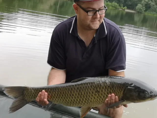 Graskarpfen