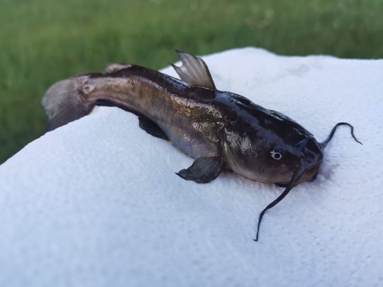 Teich ALLE ANGELN