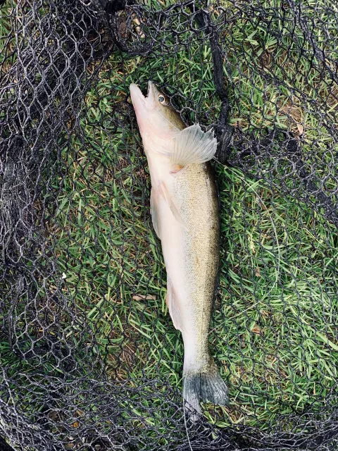 Zander