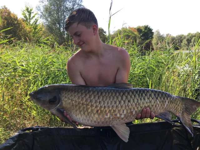 Graskarpfen