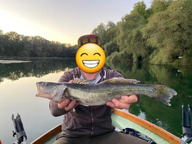 Zander